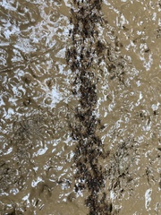 Eciton burchellii