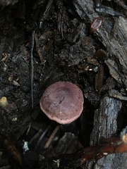 Pseudobaeospora