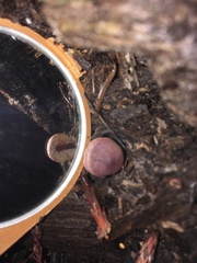 Pseudobaeospora