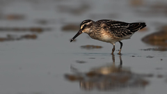 Calidris falcinellus