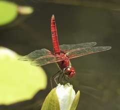 Urothemis aliena