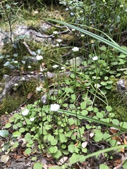 Lagenophora strangulata