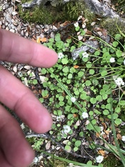 Lagenophora strangulata