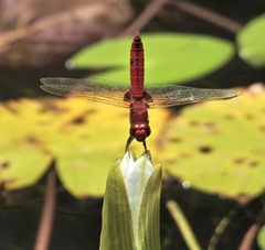 Urothemis aliena