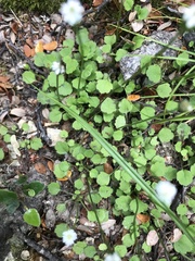 Lagenophora strangulata