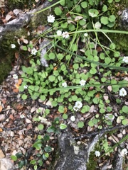 Lagenophora strangulata