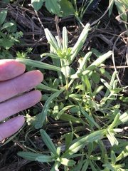 Buglossoides arvensis