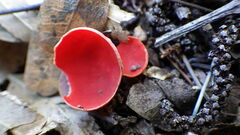 Sarcoscypha austriaca