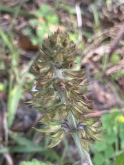 Salvia lyrata