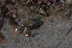 Petrolisthes cabrilloi