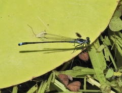 Ischnura pruinescens