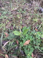 Salvia lyrata