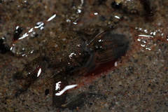 Petrolisthes cabrilloi