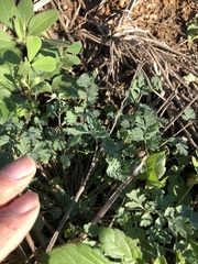 Corydalis micrantha