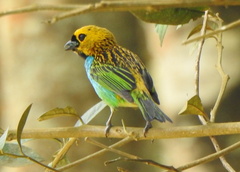 Tangara cyanoventris