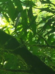 Basiliscus basiliscus