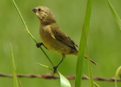 Sporophila caerulescens