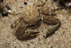 Petrolisthes cabrilloi