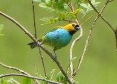 Tangara cyanoventris