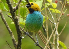 Tangara cyanoventris