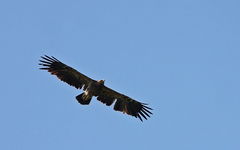 Aquila heliaca