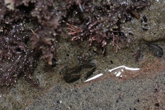 Petrolisthes cabrilloi