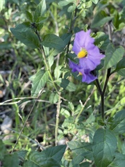 Solanum xanti