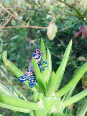 Dactylotum