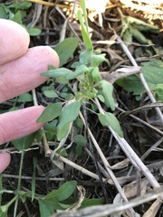 Parietaria pensylvanica
