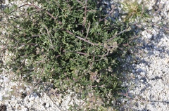 Gilia stellata