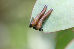 Perga affinis