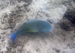 Choerodon schoenleinii