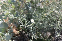 Chaenactis carphoclinia