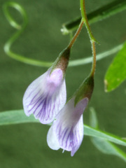Vicia tetrasperma