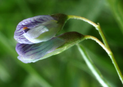 Vicia tetrasperma