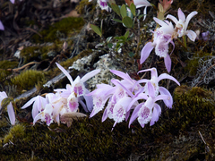 Pleione