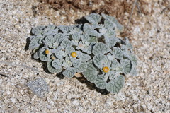 Psathyrotes ramosissima