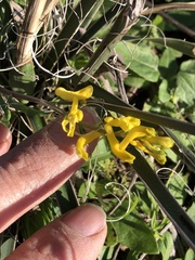 Corydalis micrantha