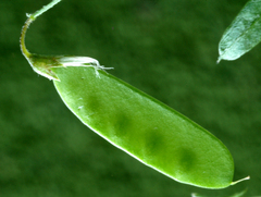 Vicia tetrasperma