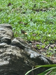 Myiothlypis fulvicauda