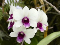 Dendrobium