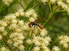 Polistes weyrauchorum