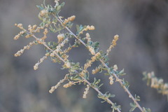 Atriplex polycarpa