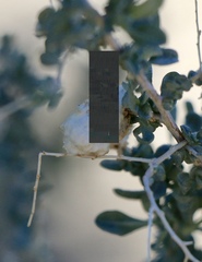 Asphondylia floccosa