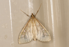 Metasia dicealis