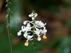 Calanthe