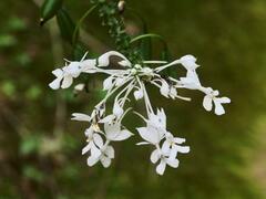 Calanthe