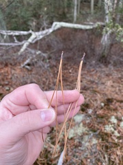 Pinus serotina