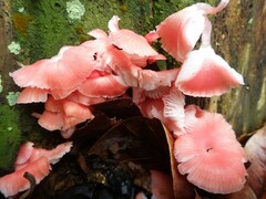 Mycena roseilignicola
