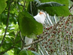 Cacatua moluccensis